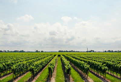 Viñedos y bodegas de Alicante, enoturismo cerca de VIVOOD